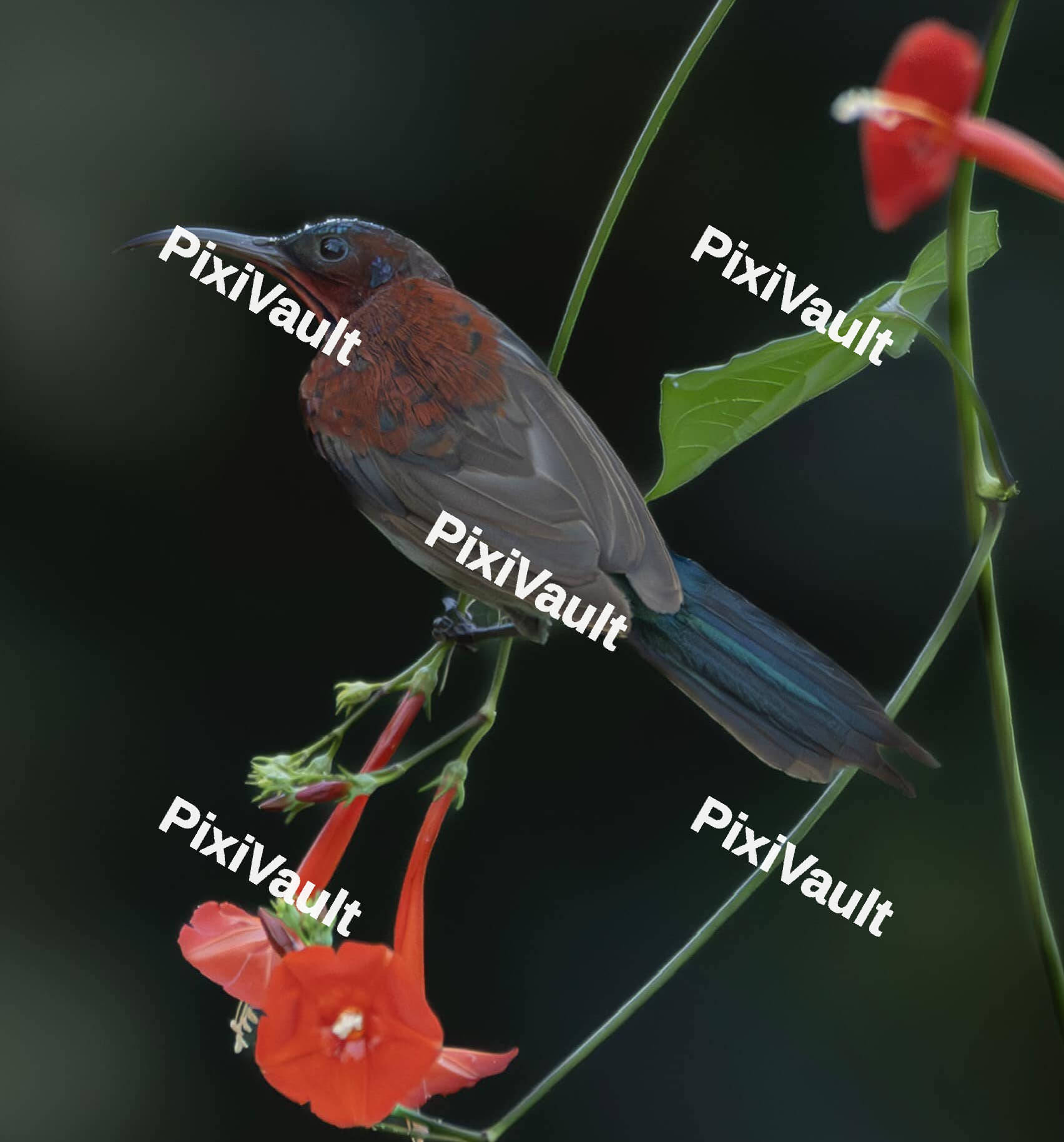 Black throated sunbird